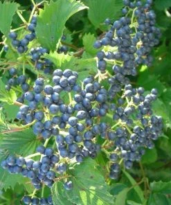 Garden Goods Direct Arrowood Viburnum Shrubs