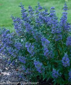 Garden Goods Direct Proven Winners® Color Choice® Beyond Midnight® Caryopteris Shrubs
