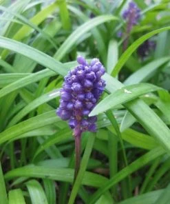 Garden Goods Direct Big Blue Liriope