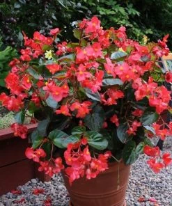 Garden Goods Direct Annuals Red Begonia