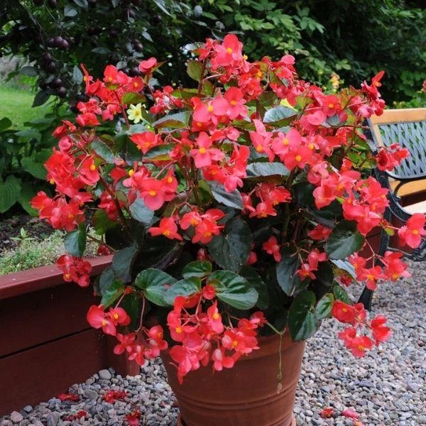 Garden Goods Direct Annuals Red Begonia 2 Garden Goods Direct Annuals Red Begonia