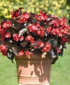 Garden Goods Direct Bronze Leaf Red Begonia