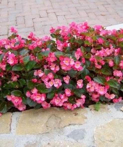 Garden Goods Direct Pink Begonia