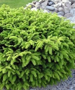 Garden Goods Direct Birds Nest Spruce