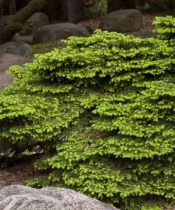 Garden Goods Direct Birds Nest Spruce