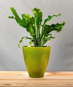 Garden Goods Direct Bird's Nest Fern House Plants 27 Garden Goods Direct Bird's Nest Fern House Plants