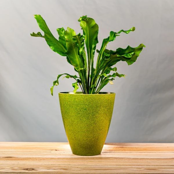 Garden Goods Direct Bird's Nest Fern House Plants 14 Garden Goods Direct Bird's Nest Fern House Plants