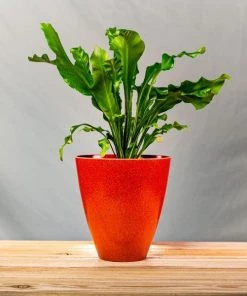 Garden Goods Direct Bird's Nest Fern House Plants 26 Garden Goods Direct Bird's Nest Fern House Plants
