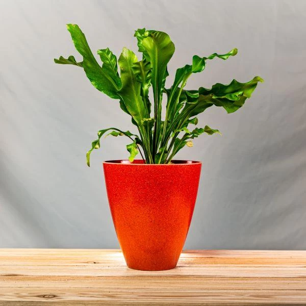 Garden Goods Direct Bird's Nest Fern House Plants 13 Garden Goods Direct Bird's Nest Fern House Plants