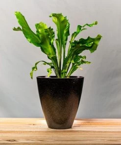 Garden Goods Direct Bird's Nest Fern House Plants 25 Garden Goods Direct Bird's Nest Fern House Plants