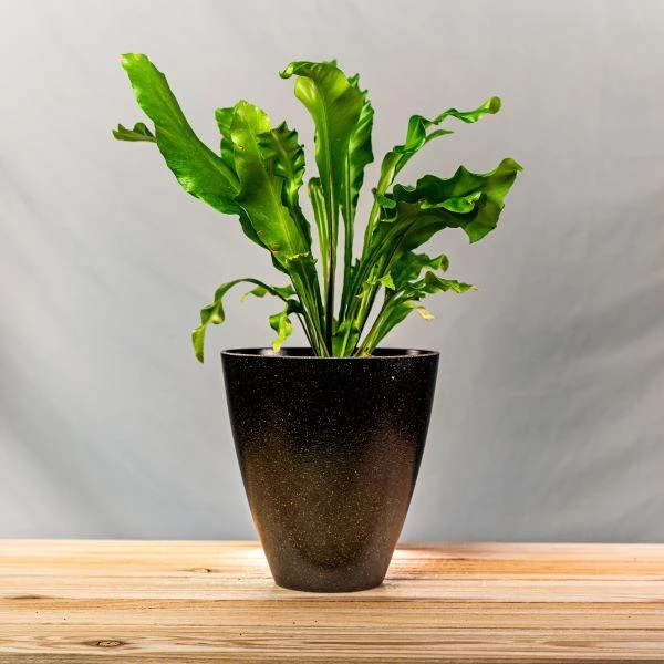 Garden Goods Direct Bird's Nest Fern House Plants 12 Garden Goods Direct Bird's Nest Fern House Plants