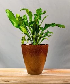 Garden Goods Direct Bird's Nest Fern House Plants 24 Garden Goods Direct Bird's Nest Fern House Plants