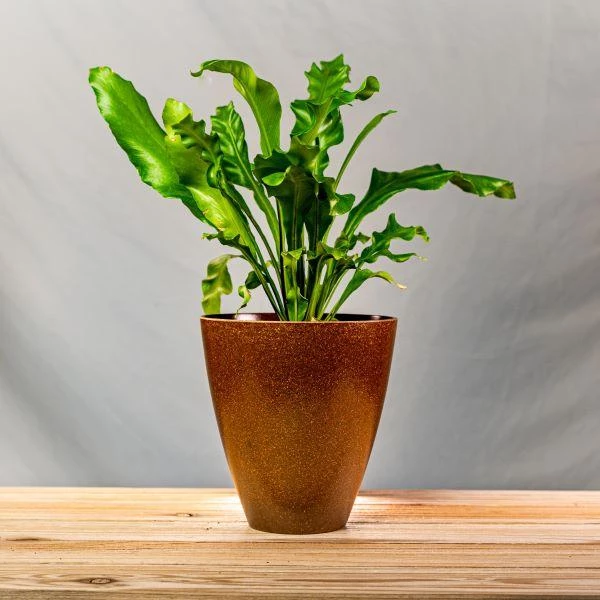 Garden Goods Direct Bird's Nest Fern House Plants 11 Garden Goods Direct Bird's Nest Fern House Plants