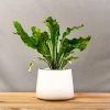 Garden Goods Direct Bird's Nest Fern House Plants
