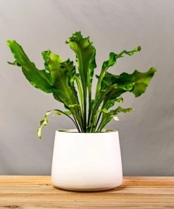 Garden Goods Direct Bird's Nest Fern House Plants