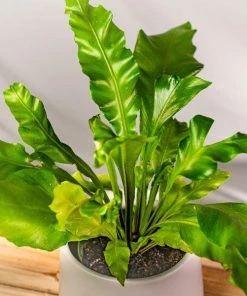 Garden Goods Direct Bird's Nest Fern House Plants