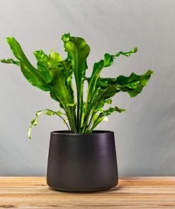 Garden Goods Direct Bird's Nest Fern House Plants 23 Garden Goods Direct Bird's Nest Fern House Plants