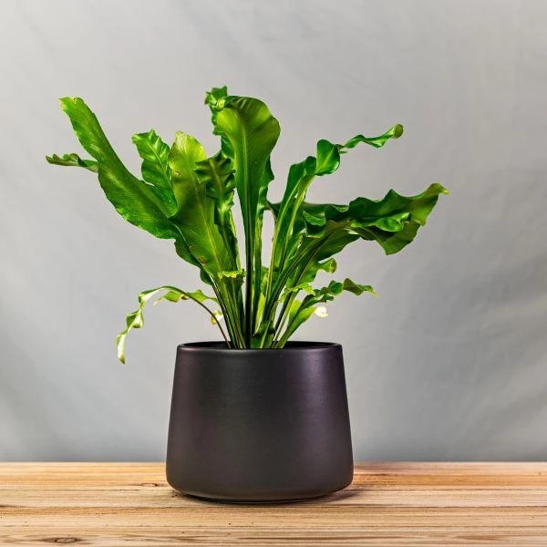 Garden Goods Direct Bird's Nest Fern House Plants 10 Garden Goods Direct Bird's Nest Fern House Plants