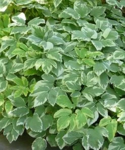 Garden Goods Direct Snow On The Mountain