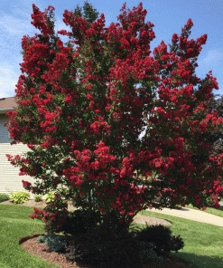 Garden Goods Direct Double Dynamite Crape Myrtle Trees