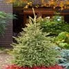 Garden Goods Direct Black Hills Spruce