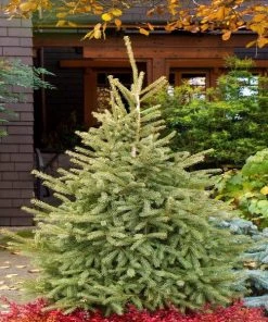 Garden Goods Direct Black Hills Spruce