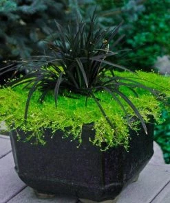 Garden Goods Direct Perennials Black Mondo Grass