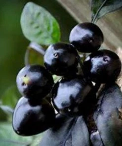 Garden Goods Direct Black Pearl Ornamental Pepper