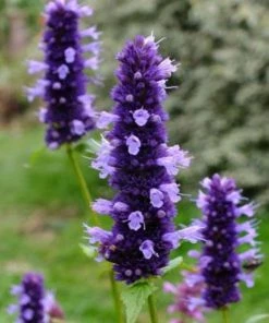 Garden Goods Direct Agastache Black Adder Perennials