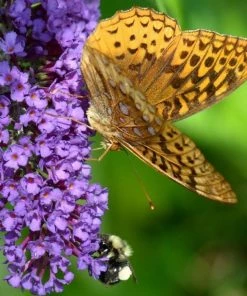 Garden Goods Direct Shrubs Black Knight Butterfly Bush