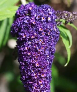 Garden Goods Direct Shrubs Black Knight Butterfly Bush