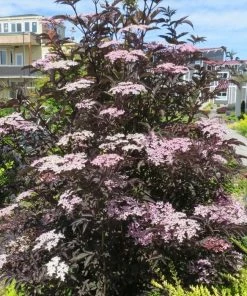 Garden Goods Direct Shrubs Proven Winners® Color Choice® Black Lace® Elderberry