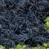 Garden Goods Direct Perennials Black Mondo Grass