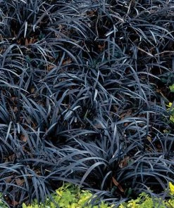Garden Goods Direct Perennials Black Mondo Grass