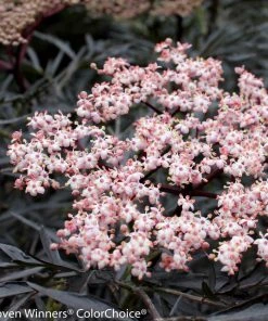 Garden Goods Direct Shrubs Proven Winners® Color Choice® Black Lace® Elderberry
