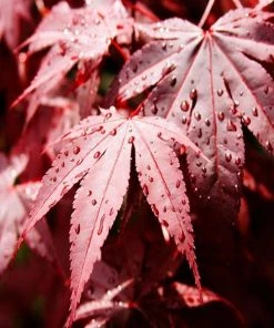 Garden Goods Direct Trees Bloodgood Japanese Maple 7 Garden Goods Direct Trees Bloodgood Japanese Maple