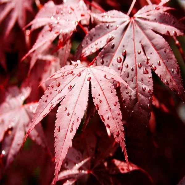 Garden Goods Direct Trees Bloodgood Japanese Maple 4 Garden Goods Direct Trees Bloodgood Japanese Maple
