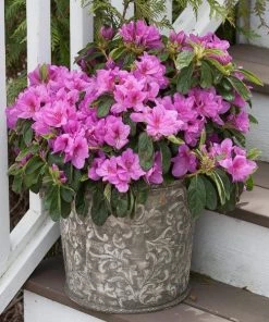Garden Goods Direct Proven Winners® Color Choice® Bloom-A-Thon® Lavender Azalea