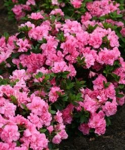 Garden Goods Direct Proven Winners® Color Choice® Bloom-A-Thon® Pink Double Azalea