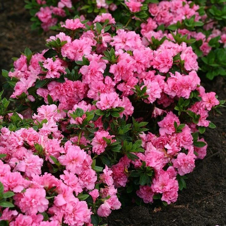 Garden Goods Direct Proven Winners® Color Choice® Bloom-A-Thon® Pink Double Azalea 1 Garden Goods Direct Proven Winners® Color Choice® Bloom-A-Thon® Pink Double Azalea