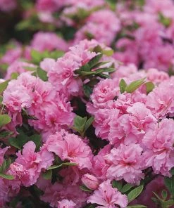 Garden Goods Direct Proven Winners® Color Choice® Bloom-A-Thon® Pink Double Azalea 5 Garden Goods Direct Proven Winners® Color Choice® Bloom-A-Thon® Pink Double Azalea