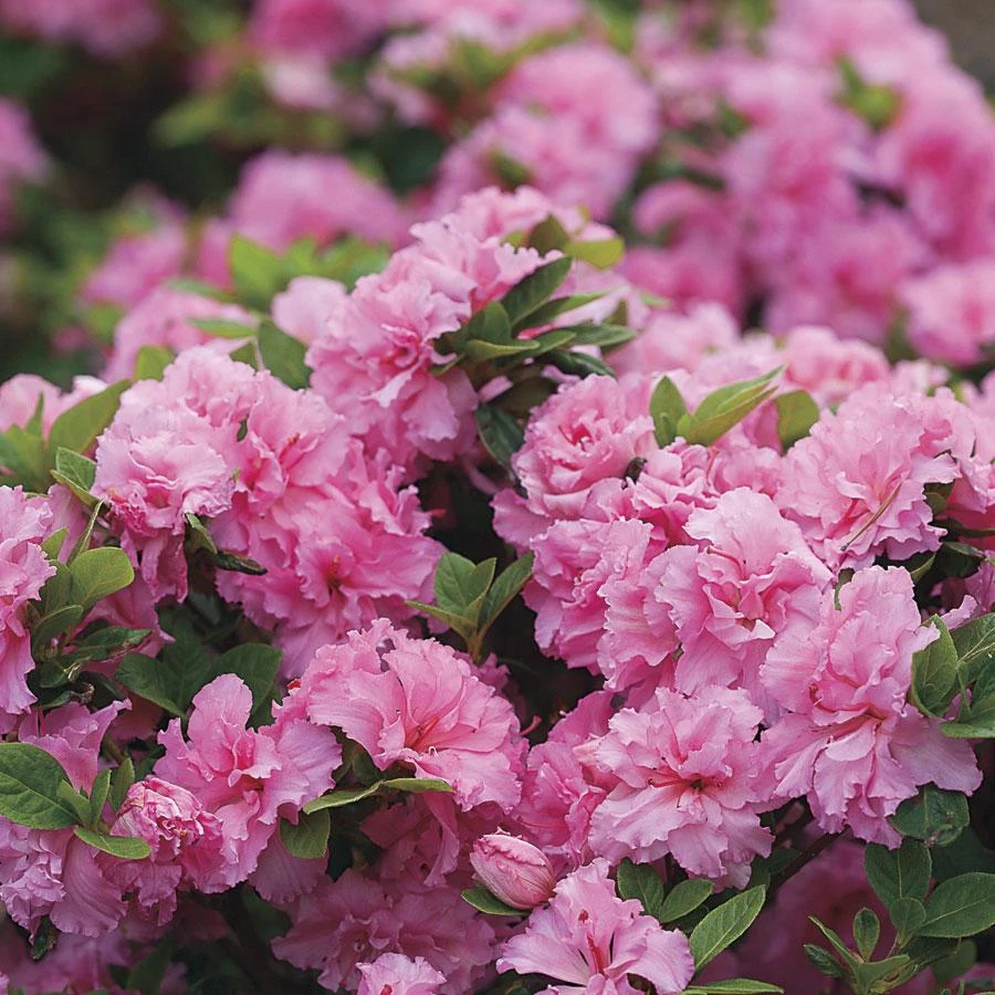 Garden Goods Direct Proven Winners® Color Choice® Bloom-A-Thon® Pink Double Azalea 3 Garden Goods Direct Proven Winners® Color Choice® Bloom-A-Thon® Pink Double Azalea