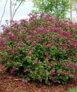 Garden Goods Direct Shrubs Proven Winners® Color Choice® Bloomerang® Dark Purple Lilac