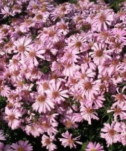 Garden Goods Direct Aster Woods Pink