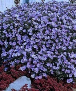 Garden Goods Direct Aster Woods Blue Perennials