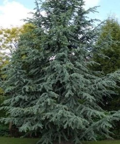 Garden Goods Direct Blue Atlas Cedar Trees