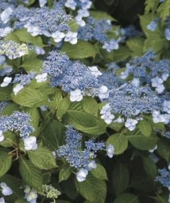 Garden Goods Direct Blue Billow Hydrangea