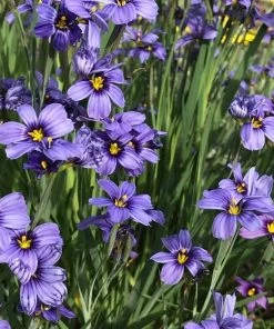 Garden Goods Direct Blue-Eyed Grass Perennials