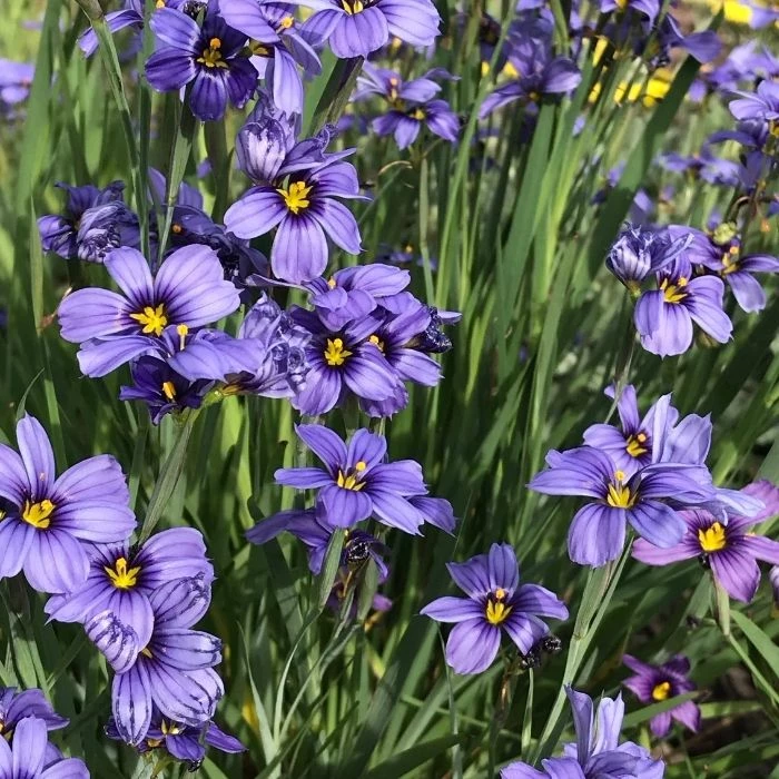 Garden Goods Direct Blue-Eyed Grass Perennials 1 Garden Goods Direct Blue-Eyed Grass Perennials