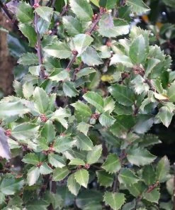 Garden Goods Direct Blue Prince Holly 6 Garden Goods Direct Blue Prince Holly